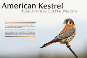 American-Kestrel-Aricle