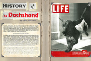 History-of-Dachshunds-1-2