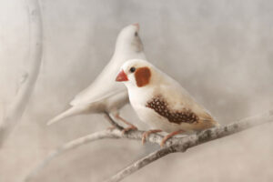 The-Finches