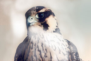 falcon-head-sultan