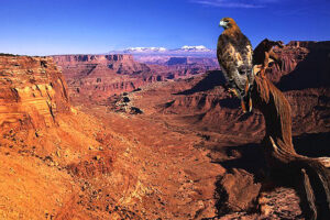 grand-canyon-redtail