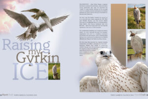 hawk-chalk-2-page-gyrkin