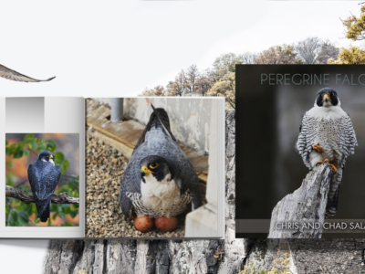 peregrine book 2