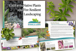 native plants resized